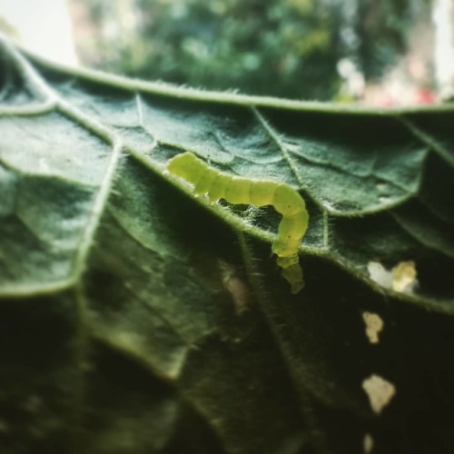 Passi misurati, uno dopo l'altro. #nature #macro #closeup #green #lunch #pesaro #wepesaro (presso Pe