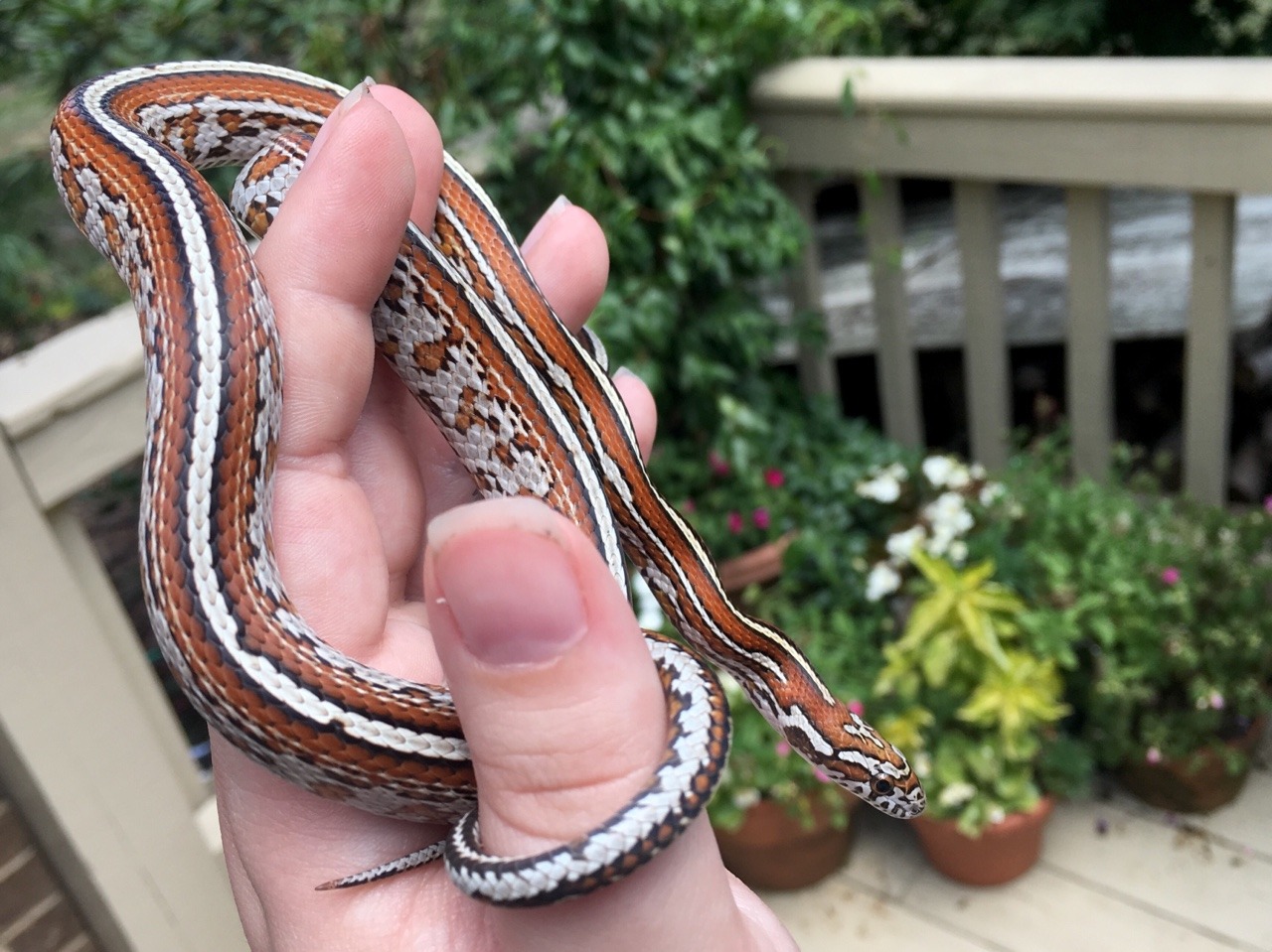 sunfish-exotics: Not much better than a line bred locality cornsnake, add in tessera
