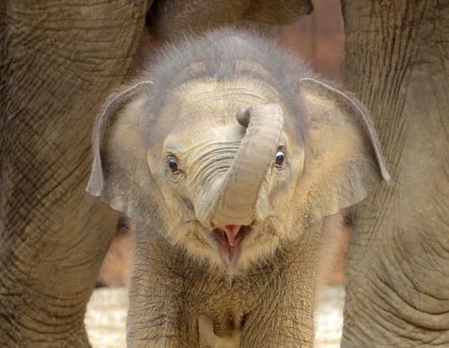 dont-panic-zoology:  venera9: Baby Elephants!  Baby flumps are the best… 