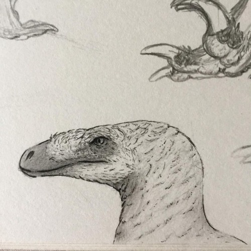 Slowly Getting Back Into Doing Art Again. Here's A Profile Of A Utharaptor, The Largest Raptor Ever Discovered