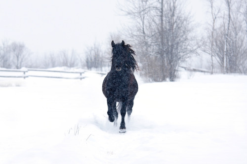llbwwb:  For the horse lovers:) Dashing through the snow by Jim Cumming