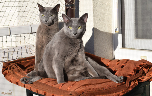 russianblue