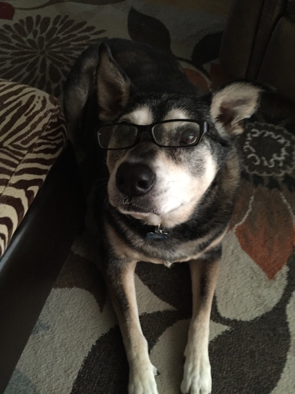jakerdoodle:So I found out about Pomeranian Dirk and well I did this to my dogsI