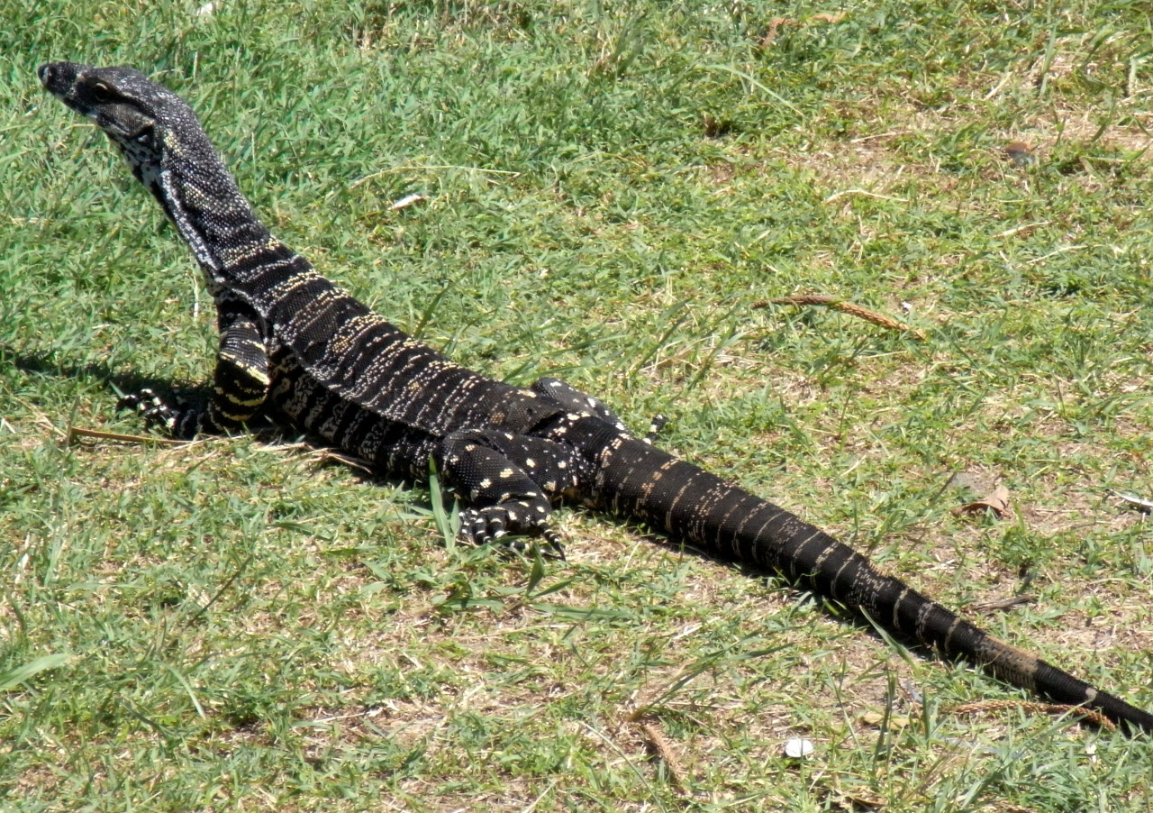 reptilesrevolution:  Lace Monitor Lizards 
