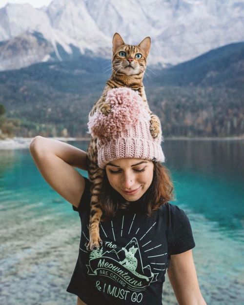 everythingfox:Sukiicat