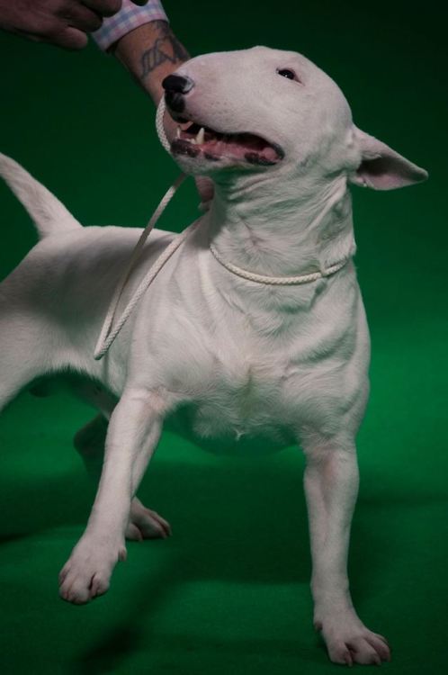 ofbullterriers:This chap had the BEST facial expressions. 