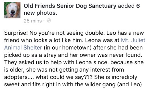 old-friends-senior-dog-sanctuary:Leo, meet Leona! A match made in heaven!