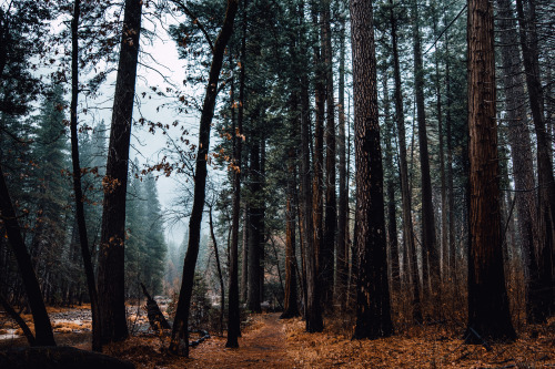 jasonincalifornia:My favorite kind of Yosemite