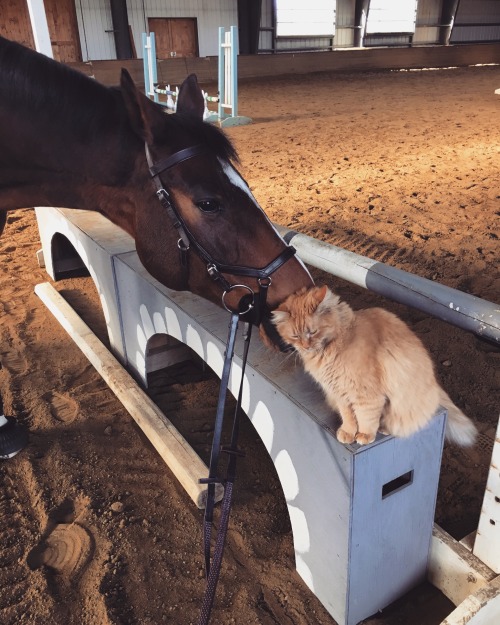 fastestfourfaulter: Best of friends
