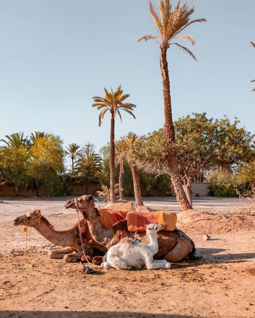 Hello from the red city ❤️ Marrakech, Maroc. . @marialuigiabalsamo . . . #morocco #visitmorocco #i