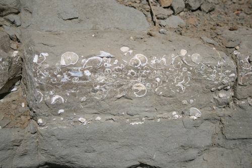 Zone Fossils (Index Fossils)The recognition and use of zone fossils is fundamental to biostratigraph