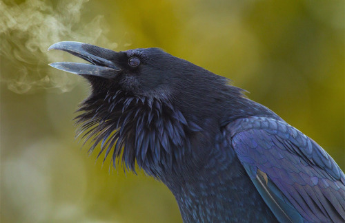 drtanner:BIRDS ARE DRAGONS