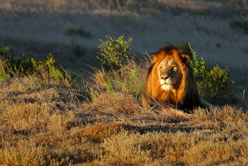 Golden Glory by georg.schmidt on Flickr.