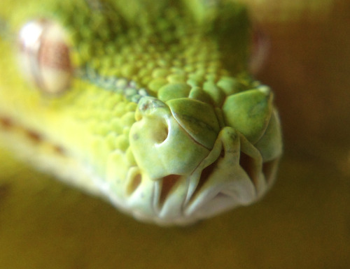 chondropythons:My little dragon…