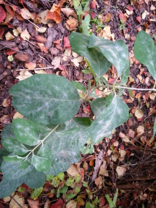 Erysiphe symphoricarpi -powdery mildew fungus infecting western snowberry (Symphoricarpos occidental