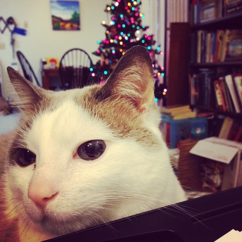 chocolatequeennk:Merry Christmas from Smokey. #catsofinstagram #Christmas