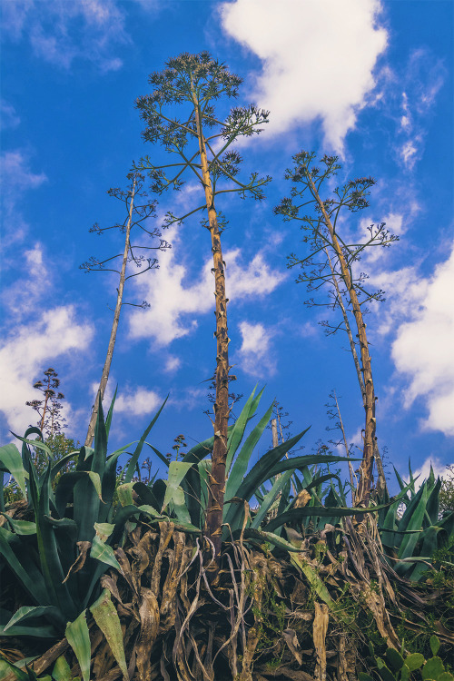 agave