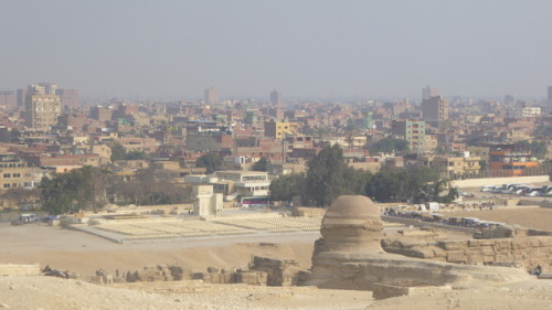 Sphynx looking out over Cairo