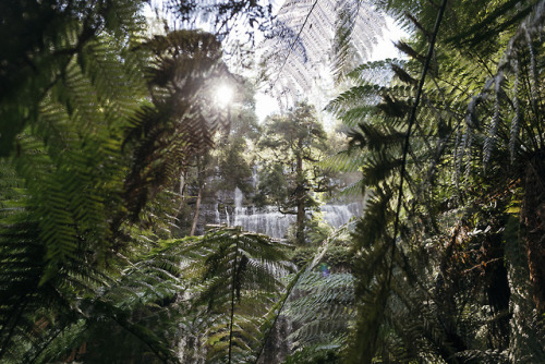 stephaniedolen:mount field national park