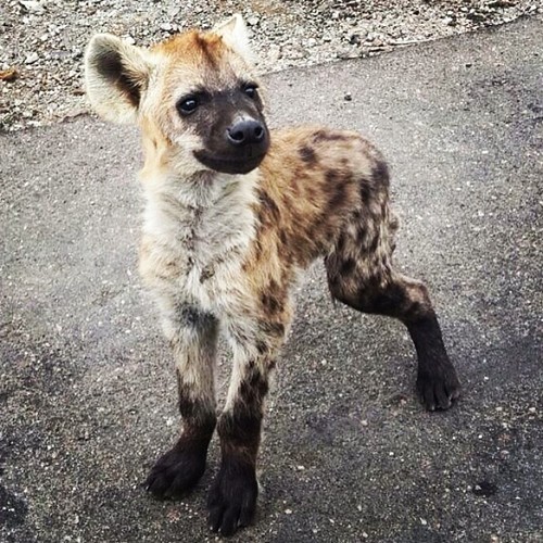 minxie413:  Hyena cub