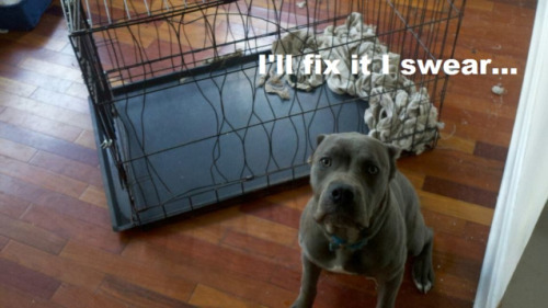 dogshaming: I’ll fix it I swear… Miss Cleo didn’t like her new cage very much. Sh