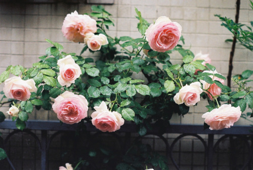 englishsnow:{ pink roses }