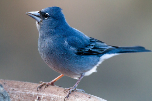 Blue Chaffinch (Fringilla teydea) &gt;&gt; by Matthew Fox