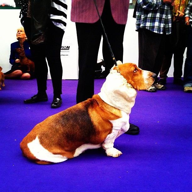 Basset Hound in a scarf (Westminster Dog Show, NYC)