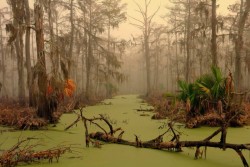 congenitaldisease:  There are a number of spooky tales from Louisiana, but one of the most enthralling is that of Manchac Swamp. First of all, Manchac is rumoured to be haunted. It’s also rumoured to be the haunt of Rougarou, the Cajun werewolf. As