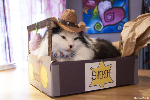 theoreocat: Oreo’s costumes