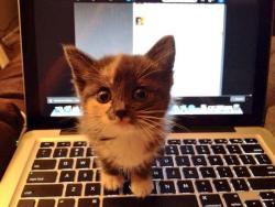 awwww-cute:  Can I make a computer application