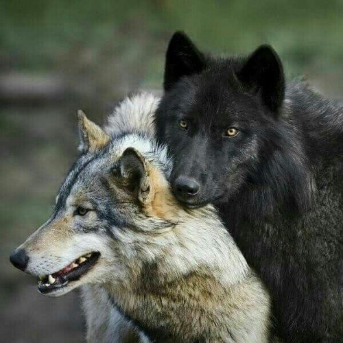 the-smiling-wolf: 😊🐺💖