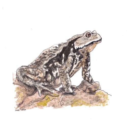 Started an amphibian series:Bufo japonicuswatercolour and pen