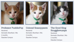 tastefullyoffensive:  Someone at the Wisconsin Humane Society is really good at naming kittens.