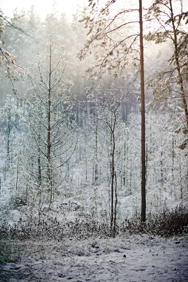 fyeaheasterneurope:  Winter in Čepkeliai marsh, in Lithuania’s Dzūkija National
