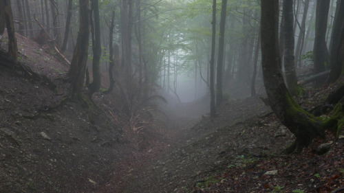 90377: Nebel Wald by Aah-Yeah