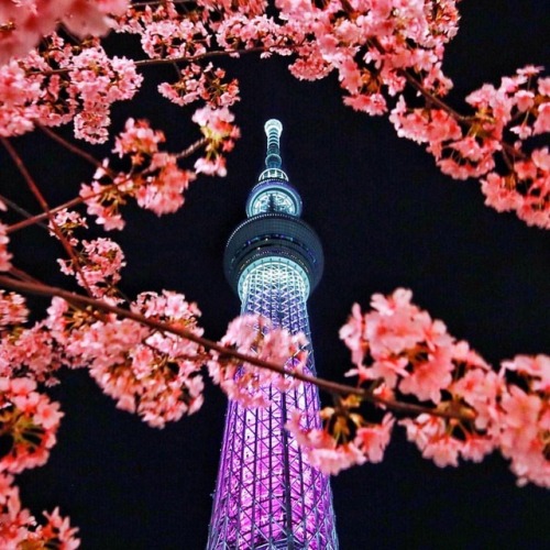 Cherry blossoms at Skytree tower. ✌️ (at Tokyo Skytree)