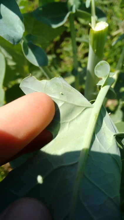 My broccoli is under attack!! While weeding the other day I spotted this Cabbage White Butterfly (Pi