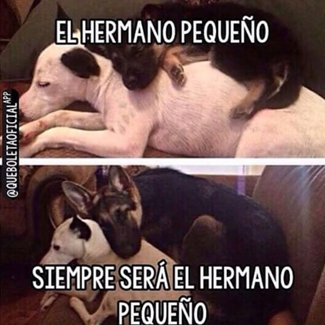 mekagoderisa:  #queboletaoficial El mismo adoptado fastidioso…😂😂👍🏻#hermanos