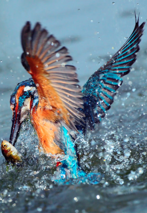 anythingfeline:River Kingfisher, taken at Guandu, Taipei City, TAIWAN (by John&Fish)