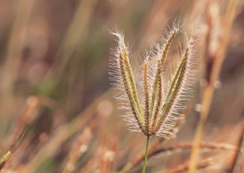 Finger grass, Tropical crabgrass (Digitaria adscendens) #plants #weed #forest #fauna #botany #botani