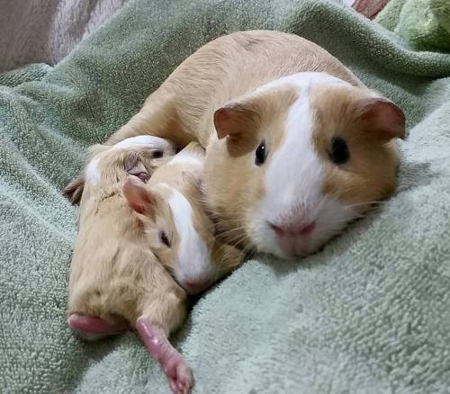 shelterpetadvocate:  More Piggie Minaj from the Fairfax County Animal Shelter:Not to be outdone by all the adorable puppies and kittens, these one-week-old guinea pigs are pulling out all the stops! They’re enjoying this rainy weather by snuggling in