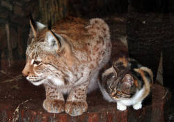 charlielor:  Stray cat sneaks into zoo enclosure,