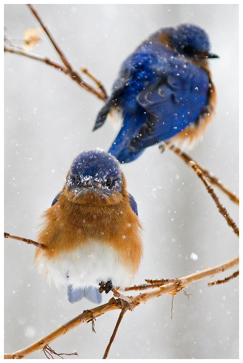 gwenbeauregard - Bluebirds in the snow by Cheryl Rose