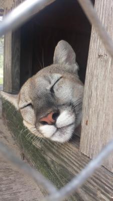 awwww-cute:  Ever see a Panther sleeping?