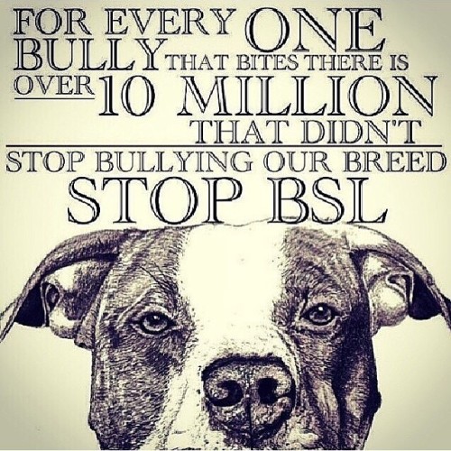 #pitbull #bully #pit #pitbulladvocate #dog #animal #bw #puppy