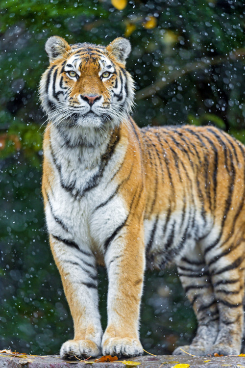 theanimalblog:  Elena proud under the falling snow (by Tambako the Jaguar)