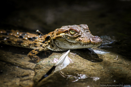 Juvenile Mugger Crocodile by Paul Williams www.IronAmmonitePhotography.com on Flickr.