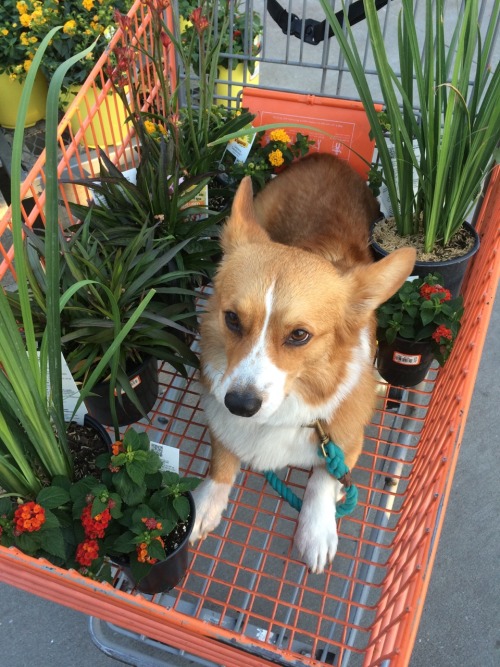 sarcasmfish: Personal shopper corgi will help you pick out things for your garden but fall asleep ha