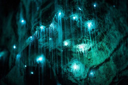 bogleech:bughaze:landscape-photo-graphy:Glowworms Illuminate New Zealand’s CavesPhotographer S